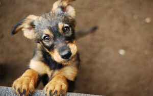 adopcion-de-perros-en-cdmx
