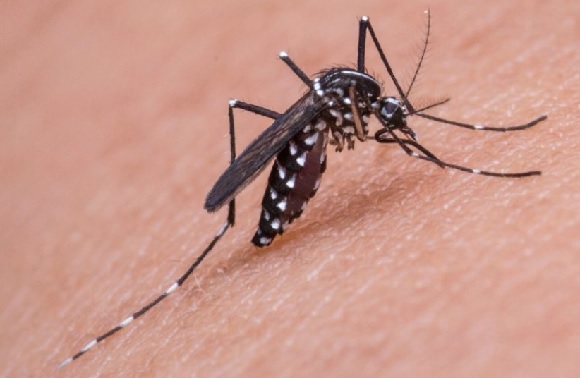 mosquito