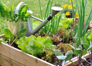 quelles-solutions-naturelles-pour-traiter-mes-plantations-au-jardin-ou-potager-trucs-et-astuces-nature-environnement-1744996374150_1024