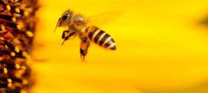 abejas-900