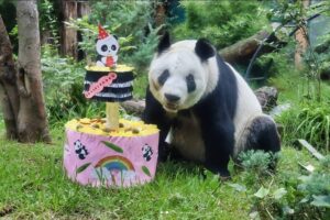 cumpleanos-xin-xin-1024x683