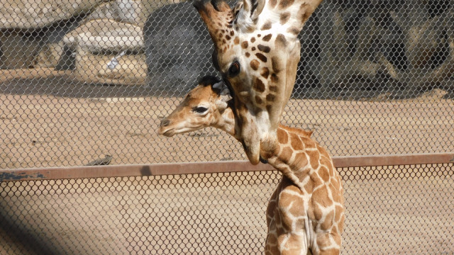 thumb_29871_640_360_0_0_crop