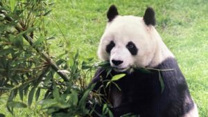 Shuan-Shuan_panda-de-Chapultepec-1024x576
