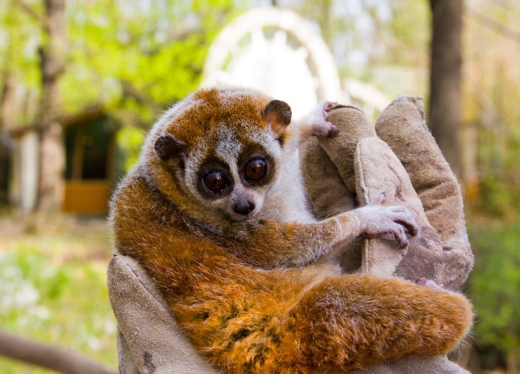 animaux-quels-sont-les-primates-les-plus-menaces-d-extinction-nature-environnement-singe-uicn-1748700831507_1024