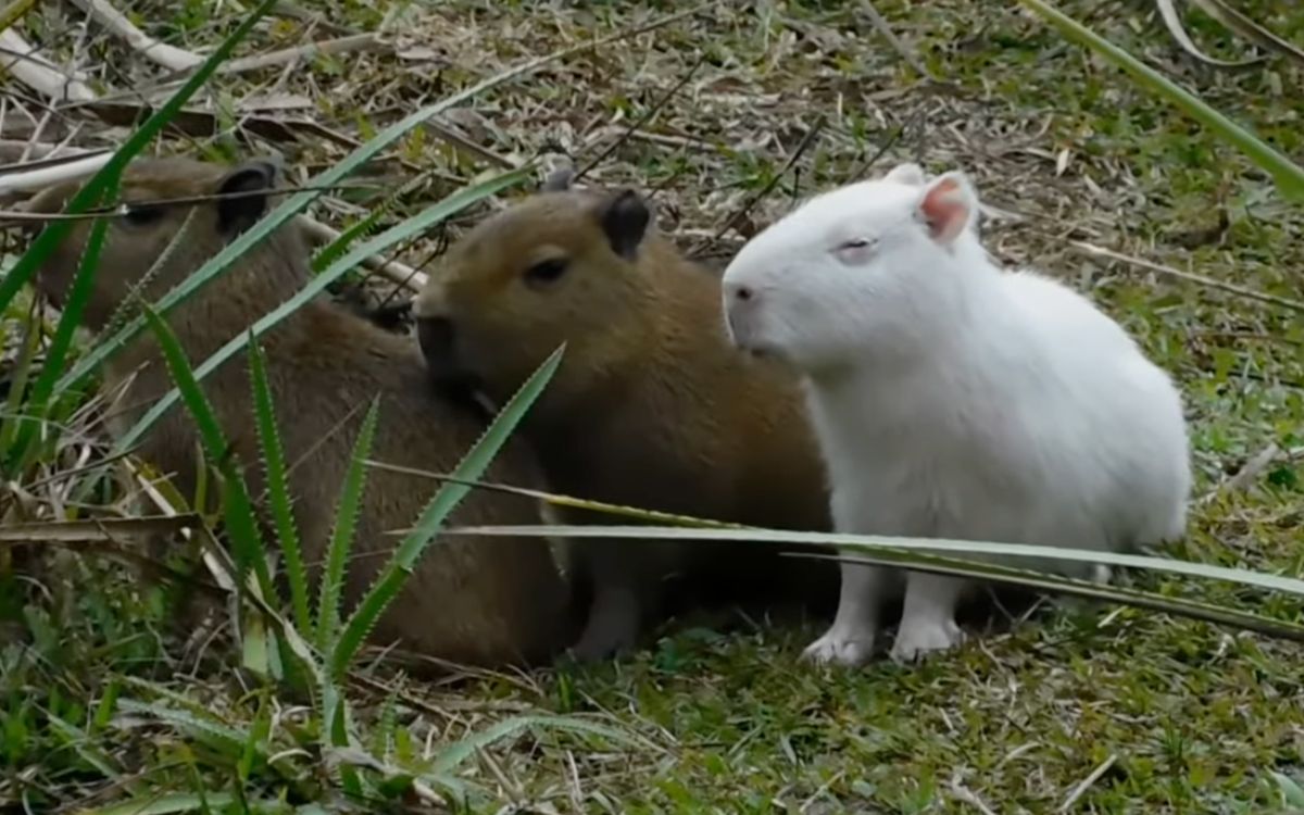 capibara-blanco-tragico-final-viral-muerte-atropellado