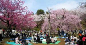 hanami-1491314077.jpg-8