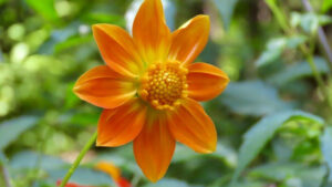 thumb_30199_640_360_0_0_crop