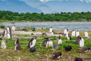 ¿Dónde ver pingüinos sin ir a la Antártida? 7 destinos únicos para encontrarlos en su hábitat natural