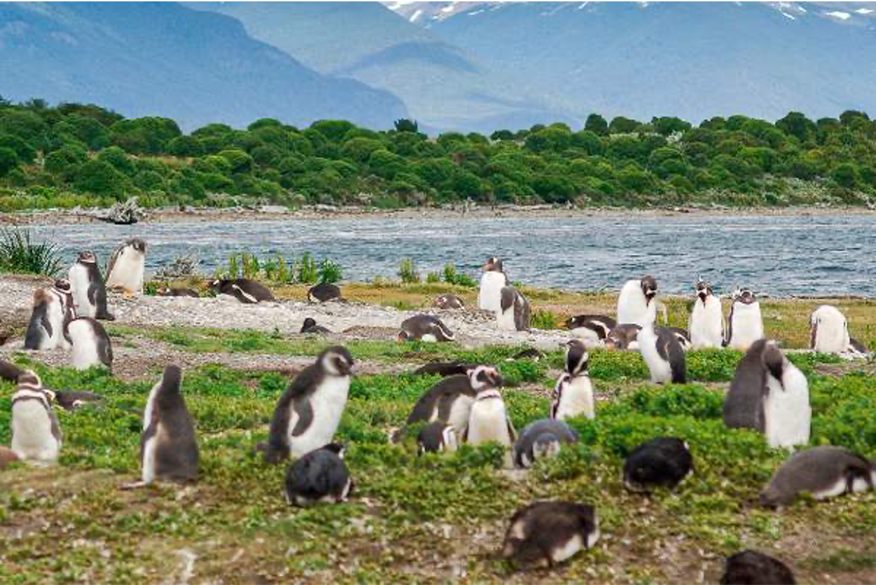 ¿Dónde ver pingüinos sin ir a la Antártida? 7 destinos únicos para encontrarlos en su hábitat natural