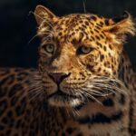 El rugido de la unidad: América teje una red para salvar al jaguar