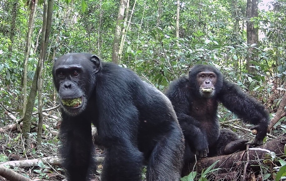 EuropaPress_6963695_dos_chimpances_machos_bocados_fruto_parecido_ciruela_arbol_perenne_parinari