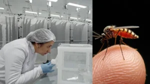 Fabrica-de-mosquitos