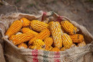 La-produccion-de-maiz-en-Mexico-para-el-ciclo-comercial-202425-se-preve-que-sera-de-23.7-millones-de-toneladas