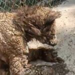 Zoológico La Pastora responde a críticas y prepara nueva evaluación de osa enferma