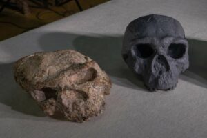 craneo-yunxian-2-china-evoluacion-humana-1536x1024