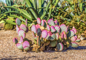el-nopal-morado-que-brilla-en-el-desierto-y-cambia-de-color-con-el-sol-1757205704633_1024
