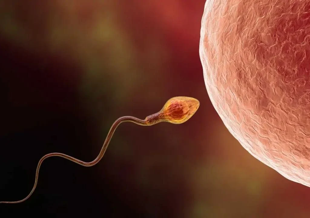 encuentran-microplasticos-en-semen-y-ovulos-y-se-abre-una-nueva-linea-de-investigacion-en-la-fertilidad-humana-1757857441214_1024