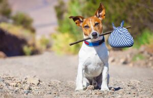 internet-adopcion-animales-compania-822355