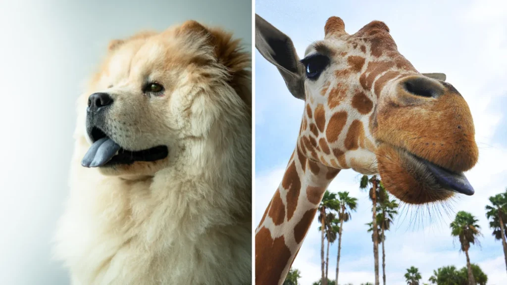 que-jirafas-otros-animales-tienen-lengua-azul_96