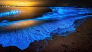 playas-bioluminiscentes-en-mexico-lugares