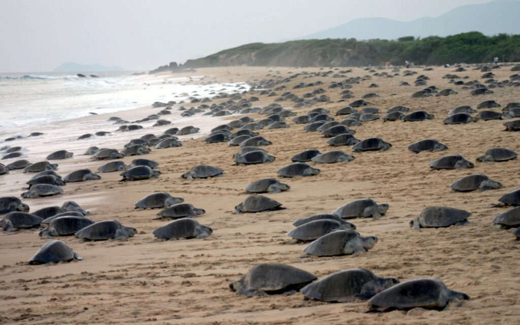 tortugas-golfinas-michoacan-22082023