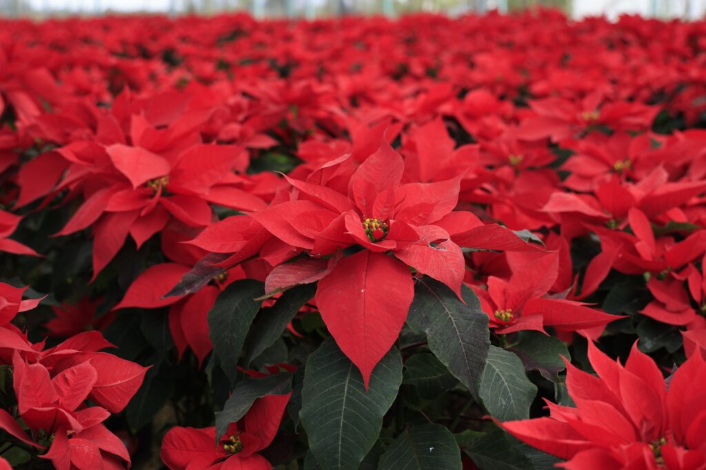 6928e9d7c662f091870621