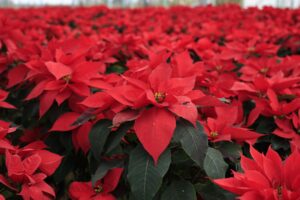 6928e9d7c662f091870621