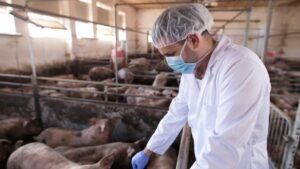 Mexico-suspende-importacion-de-carne-de-cerdo-desde-Espana-por-brote-de-peste-porcina-africana-1200x675