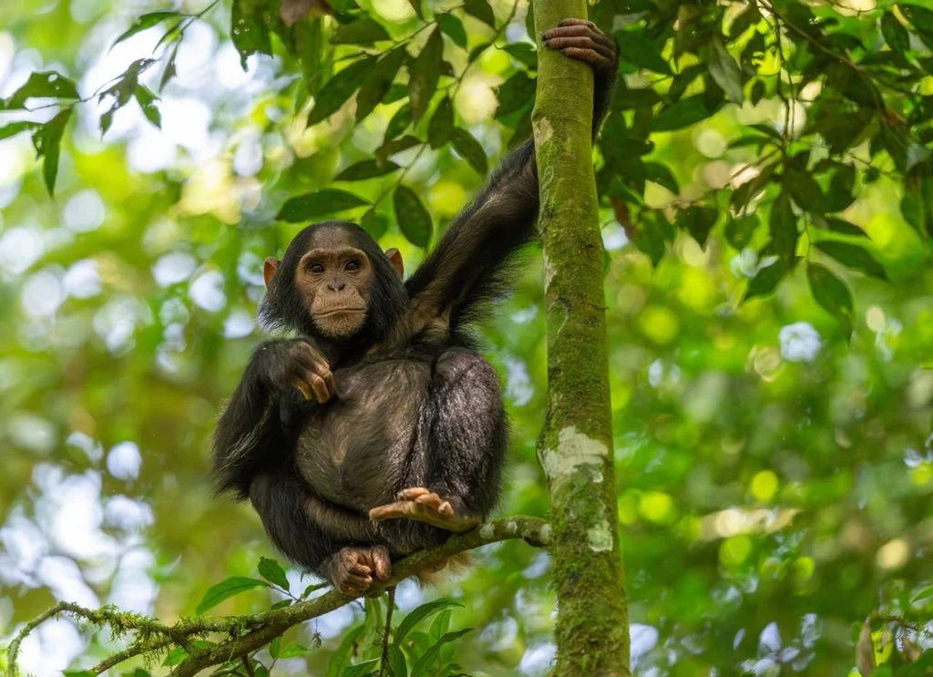 os-chimpanzes-podem-ser-pensadores-racionais-sugere-novo-estudo-na-science-1762008304380_1024