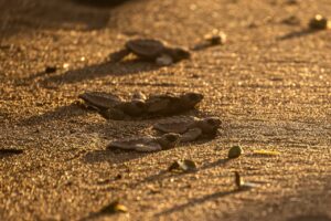 pexels-diego-giron-464799823-25653934