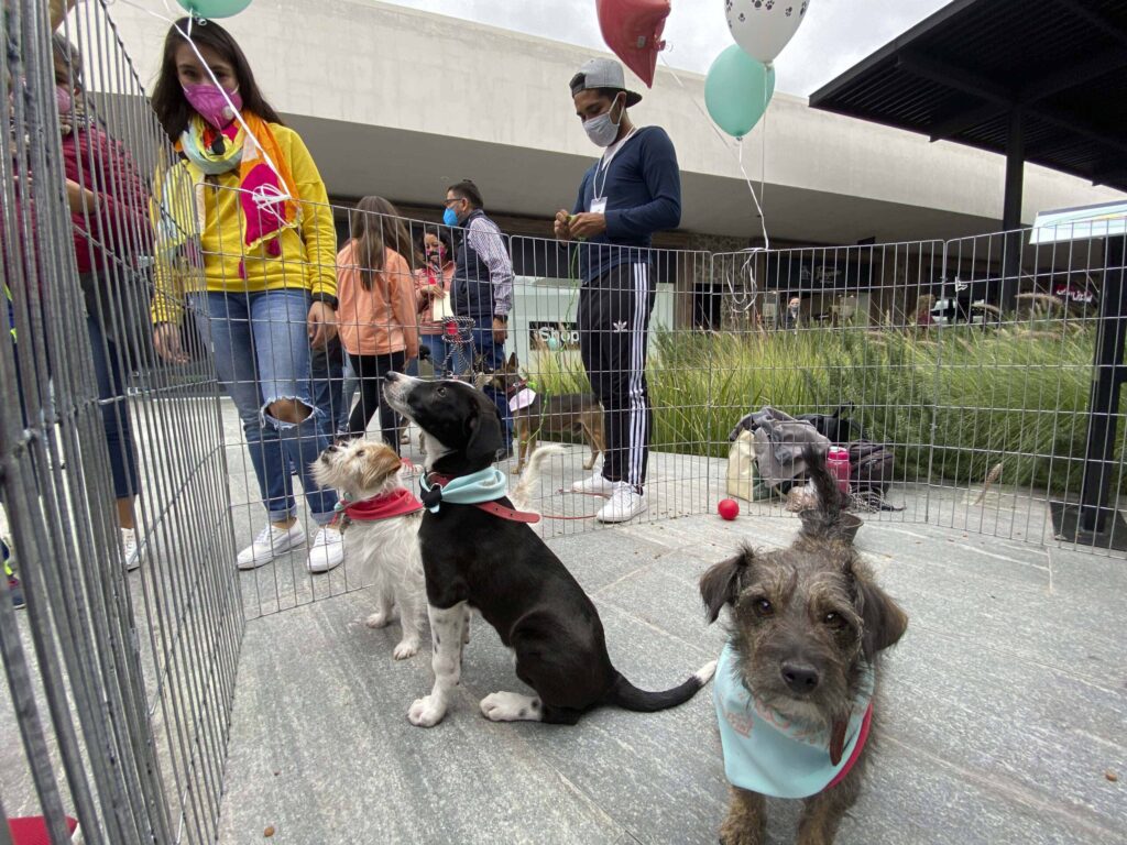 FOCO GRAFICO ESPECIAL DE ADOPCIÓN DE MASCOTAS EN CORREGIDORA