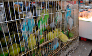 Mercado_Sonora_900x550-768x469