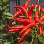 La huerta en un balcón: cómo cultivar tus propios chiles, jitomates y hierbas de olor en un departamento