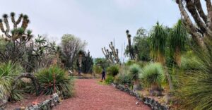 jardin-botanico-unam-portada