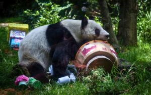 panda-xin-xin-inicia-su-despedida-de-esta-vida