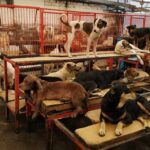 Fiscalía y PAOT investigan presunto maltrato en refugio animal de Cuajimalpa