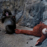 PETA exige trasladar a Punch, el macaco viral, a un santuario por presunto trauma en cautiverio