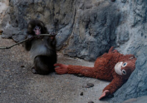 2026-02-20T080908Z_131158222_RC2UOJAN0H0V_RTRMADP_3_JAPAN-MONKEY-1536x1079