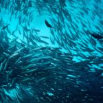 El calentamiento de los océanos reduce hasta 20% anual la biomasa de peces en el hemisferio norte