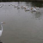 CDMX celebrará los humedales y su papel clave en los ecosistemas