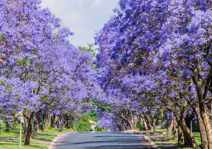 Jacarandas-en-CDMX-camino-1