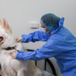 Perros y gatos pueden transportar ADN humano y cambiar el rumbo de una investigación criminal