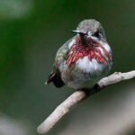 Un colibrí inesperado sorprende a Monterrey