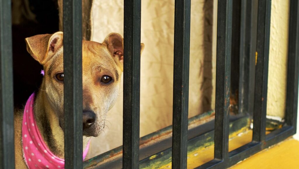 coloco-ano-carpetas-investigacion-abiertas