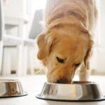 Alertan por metales pesados y acrilamida en alimentos para perros: qué significa para tu mascota