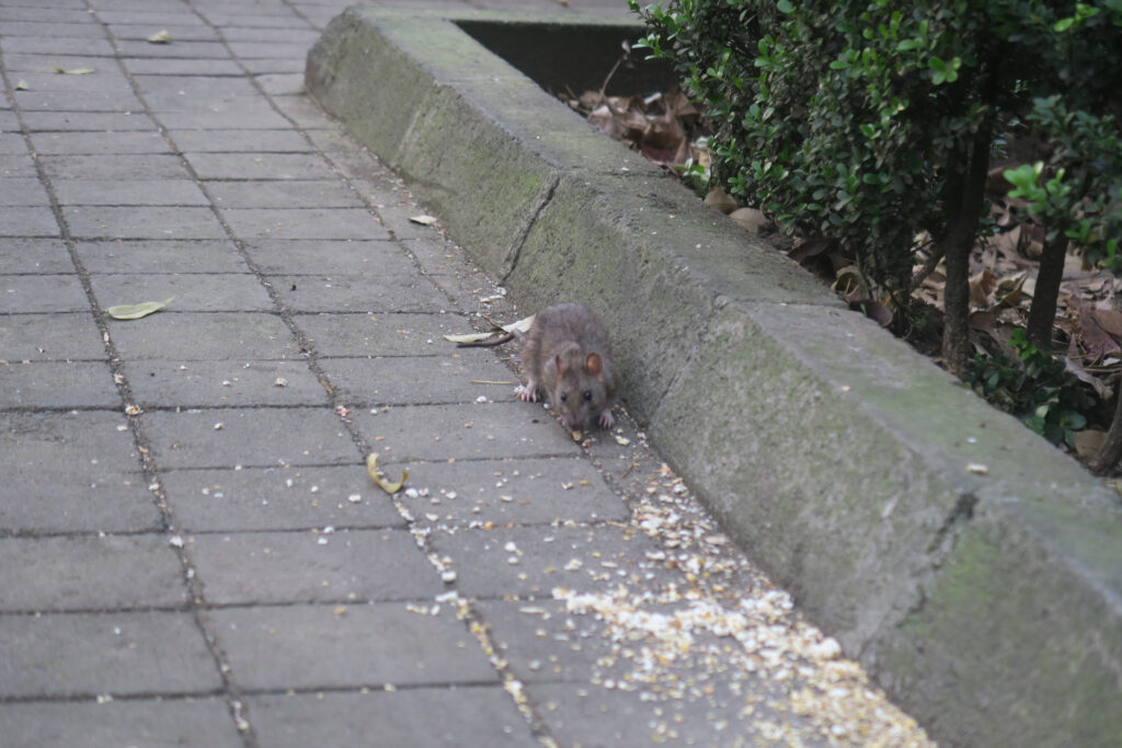 Las vecinas incómodas