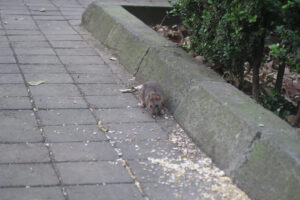 Las vecinas incómodas