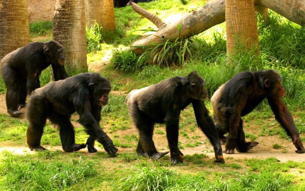 simio-canva-mono-chango-animal-3