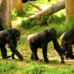 Los simios también imaginan: un estudio revela que saben fingir como los humanos