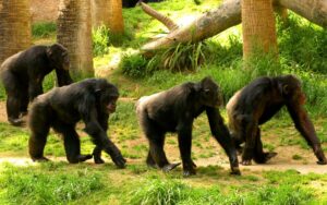 simio-canva-mono-chango-animal-3